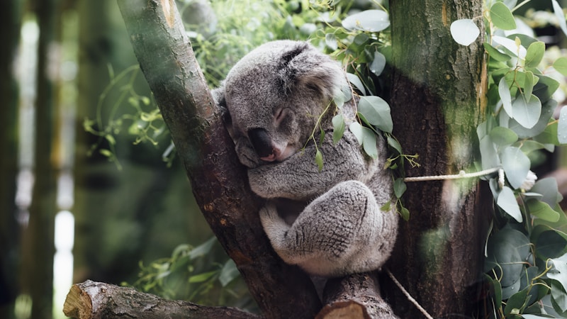 長い動物の名前を一覧で紹介|世界の珍しい生き物から覚えやすい呼び方までやさしく解説